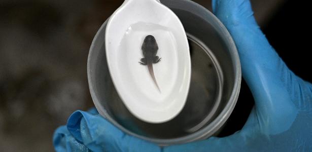 Rãs viraram uma das apostas do tráfico colombiano