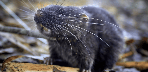 'Amphibious mouse', 'bubble head': 27 new species discovered in the Peruvian Amazon
