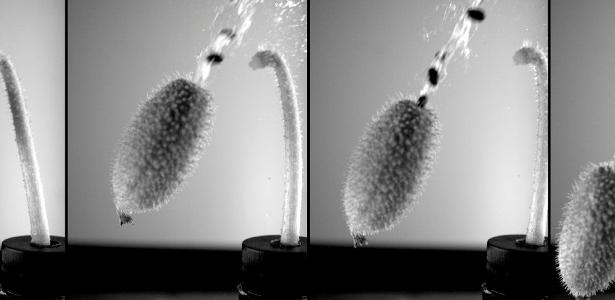 Devil's cucumber intrigues scientists: explosive jet launches seeds at 70 km/h