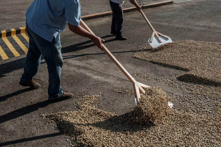 Coffee prices reach higher level in 50 years - but producers are not celebrating
