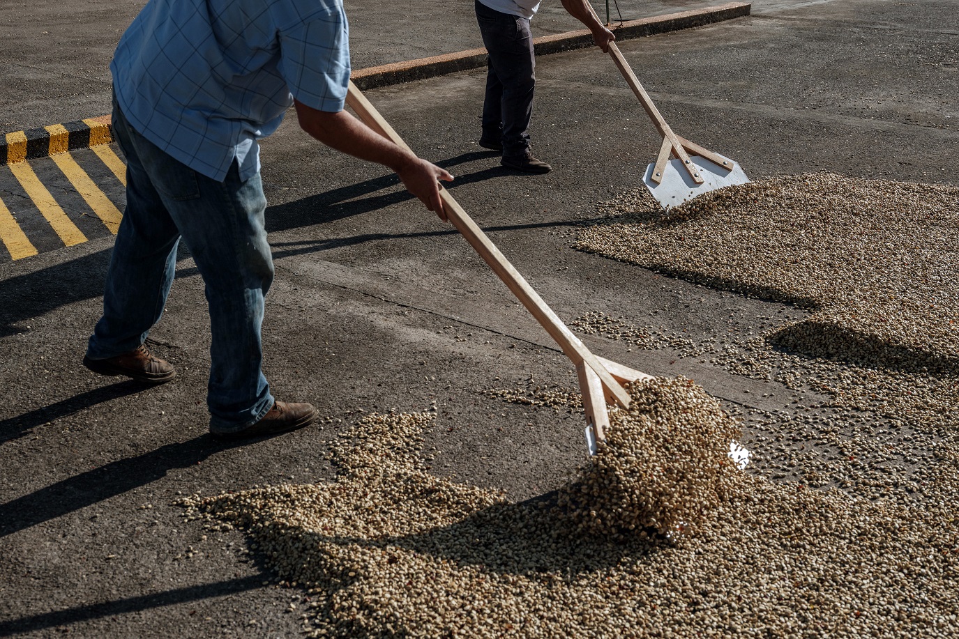 Coffee prices reach higher level in 50 years - but producers are not celebrating