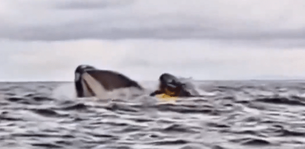 Baleia abocanhou venezuelano na costa do Chile