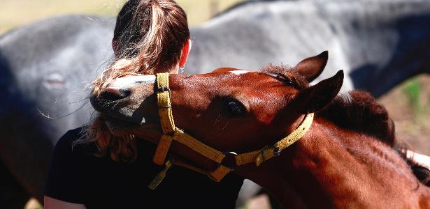 Cavalos modificados criados na Argentina não poderiam ser classificados dentro de doping, segundo criadores