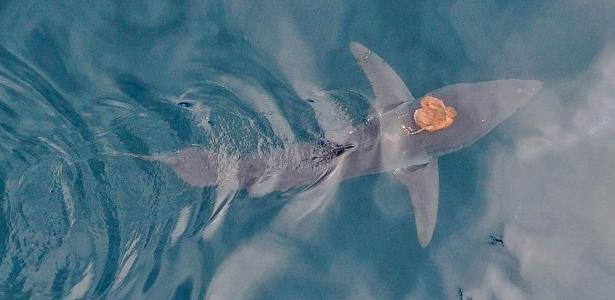 Um polvo "pega" uma carona com um tubarão, na Nova Zelândia