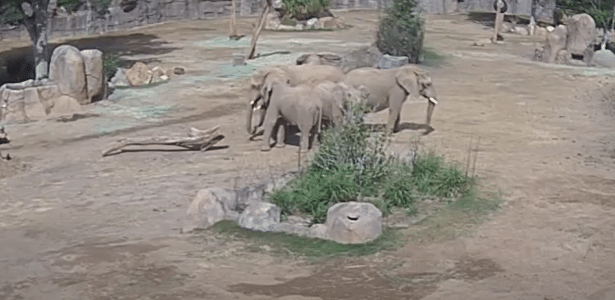 Elephants circle to protect puppies during an earthquake in the USA