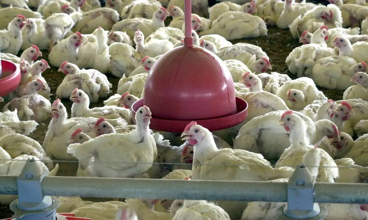 Avian flu: Brazilian chicken export is suspended to 9 destinations