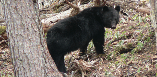 Imagem representativa: urso preto matou um idoso e seu cachorro