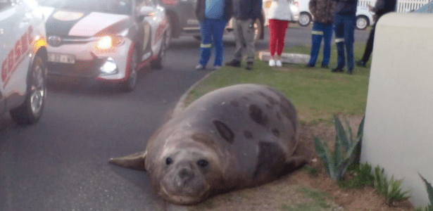 Elephant-marine is seen walking through urban area in South Africa; video


