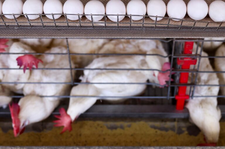 RS declares a state of emergency in animal health for avian flu and starts surveys
