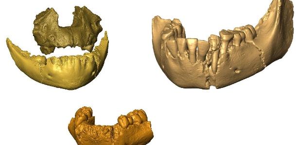 Reconstrução 3D de fósseis de mandíbula e maxila utilizados na pesquisa