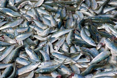 Fishing association charges government by resumption of export to the EU as an alternative