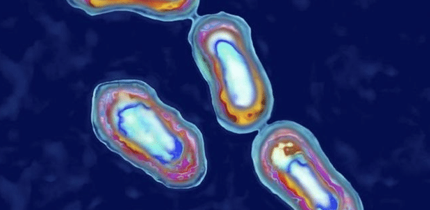 A bactéria Yersinia pestis é capaz de transmitir as três formas mais comuns de peste