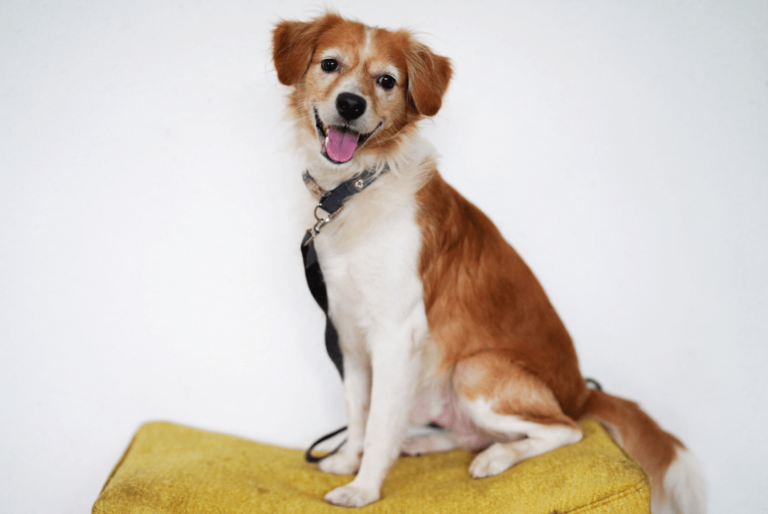 We love our dogs and cats. But are they harmful to the environment?
