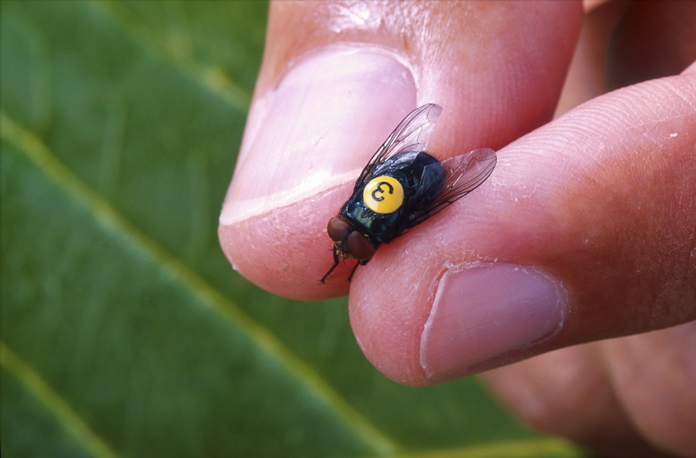 After the aviary flu, “bicheira” should harm cattle cattle