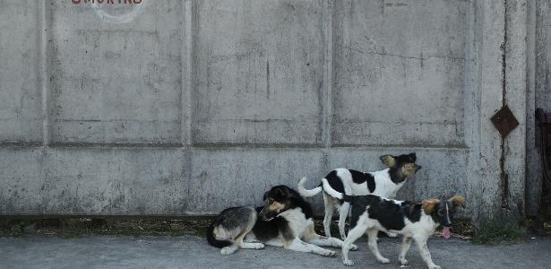 Há mais de 300 cães vivendo em áreas próximas ou mesmo na própria usina de Chernobyl