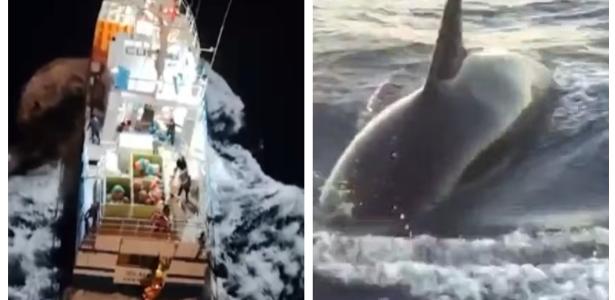Família francesa foi socorrida por um navio pesqueiro após ter seu barco afundado pelas orcas
