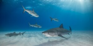 Sharks swimming in the Bahamas was one of the Top100 photos in the Amateur nature/landscape category of the panoramic photo contest