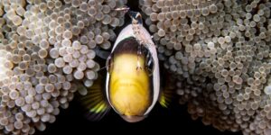 A fish with a crustacean in the seas of Indonesia. Top100 image from the panoramic photo contest