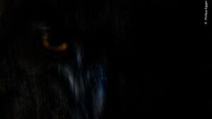 The image shows the glow of an owl's eyes and was one of the winners in the London Natural History Museum competition