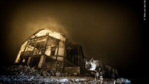 Rare hyena in abandoned city was the winning image of the Wildlife Photographer of the Year award