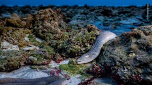 A moray eel hunting its prey was one of the winning photos in the wildlife photo contest