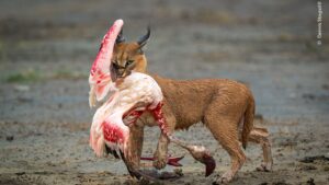 A lynx with a flamingo in its mouth won the Wildlife Photo Awards' Mammal Behavior category