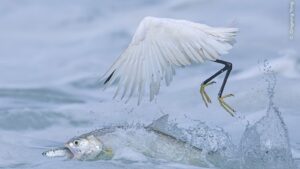 Ladyfish capture their prey under the beak of a heron. The image was one of the winners in the wildlife photography competition
