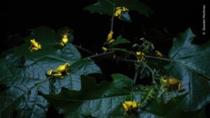 Small tree frogs on leaves in French Guinea were one of the winning images in the nature photo contest