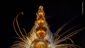 Detail of a caterpillar was the winning photo in the Invertebrate Behavior category of the wildlife photography award