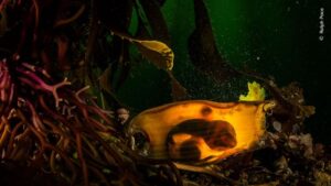 Whale shark eggs stuck in seaweed. The image was awarded in the Oceans category of the wildlife photography contest