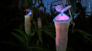 Carnivorous plant illuminated by UV flashlight won in the Plants and Fungi category of the nature photo award