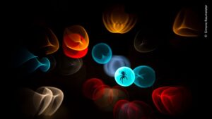The silhouette of a spider in its web is highlighted by car headlights in Germany. The image was awarded in the nature photo contest
