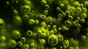 Garden fleas among green gas bubbles in Austria were one of the winning images in the nature photo contest