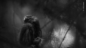 The winner of the Rising Stars category portrayed an owl caring for her chicks