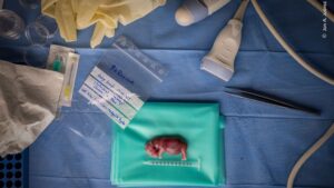 Rhino embryo undergoing in vitro fertilization in Kenya. The image was awarded in the Photojournalism category of the wildlife photo contest