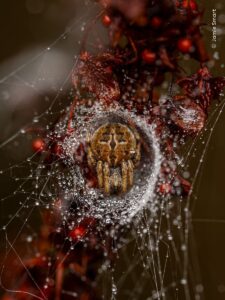 Spider in its nest with its web covered in dew. The image captured in Wales won the youth 10 years and under category of the London Natural History Museum competition