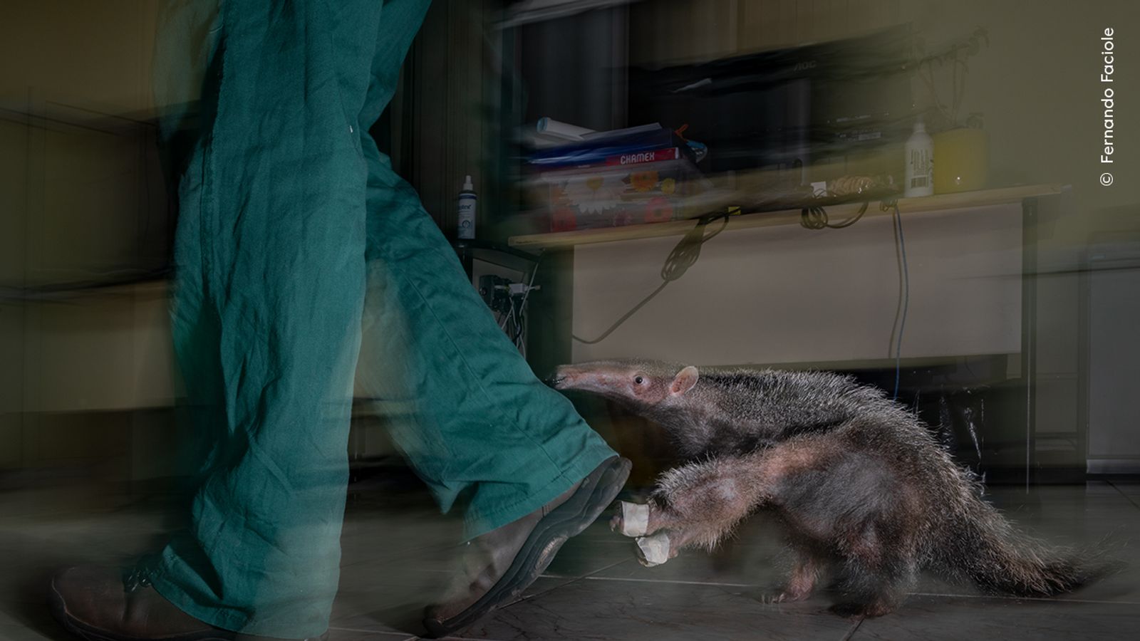 Filhote de tamanduá-bandeira segue cuidador em abrigo em Minas Gerais/Brasil. A imagem venceu o Prêmio Impacto do concurso de fotografia de vida selvagem