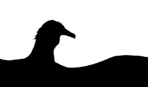 The photograph of a bird silhouette won in the Young Bird Photographer category