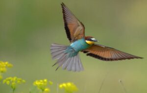 Bird flying over wildflowers won in the 11 years and under category of the Bird Photographer of the Year award