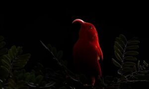 A red bird on a black background was the winning image in the young bird photographer category - 12-14 years old