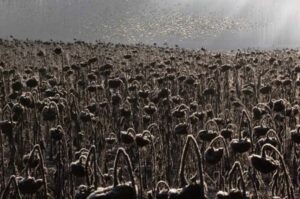 The series of images about birds in a field of sunflowers won the Bird Photographer of the year competition in the Best Portfolio category