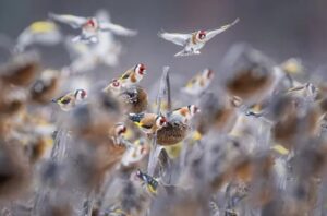 The series of images about birds in a field of sunflowers won the Bird Photographer of the year competition in the Best Portfolio category