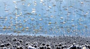 The series of images about birds in a field of sunflowers won the Bird Photographer of the year competition in the Best Portfolio category