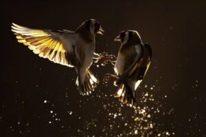 The series of images about birds in a field of sunflowers won the Bird Photographer of the year competition in the Best Portfolio category