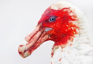Close-up of a bird with red and white feathers. The image won in the best portrait category of the bird photography award