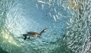 Bird swimming at sunset