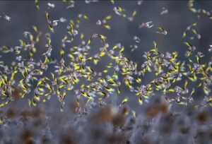 The series of images about birds in a field of sunflowers won the Bird Photographer of the year competition in the Best Portfolio category