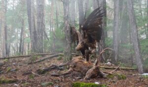 An eagle perched on a throne was the award-winning image in the Bird Behavior category