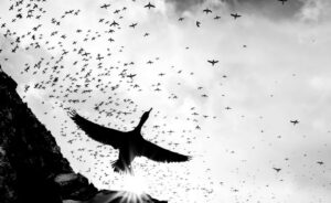 The black and white photograph shows a bird flying in the foreground and a flock of birds in the background