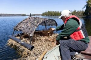 Loon conservation program. Raft with loon eggs. The series of images was awarded in the Bird Photography of the Year competition